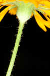 Twoflower dwarfdandelion